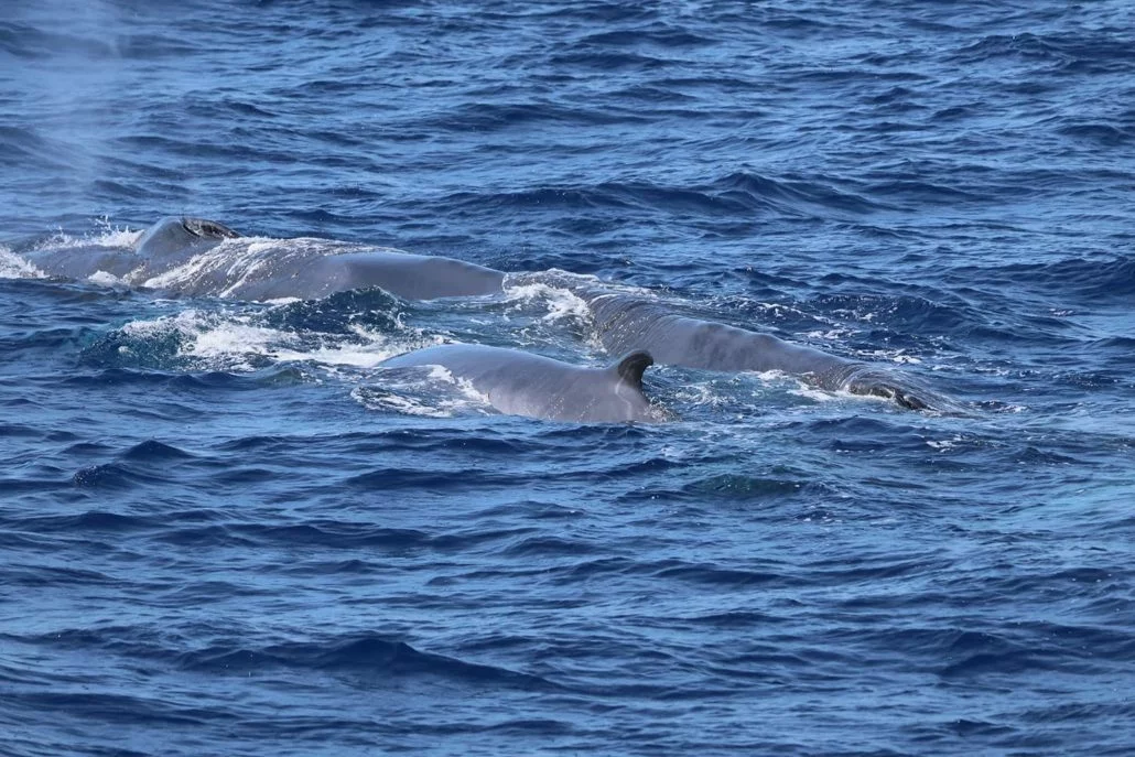 Propeller with calf · Ligurian Sea · 2023