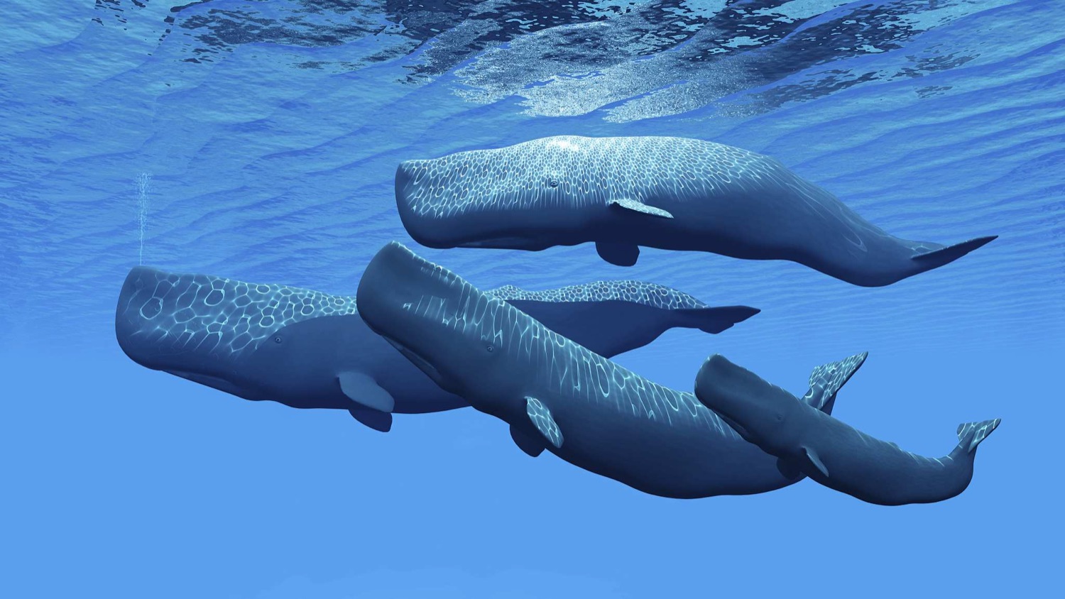 Sperm Whale Canary Islands