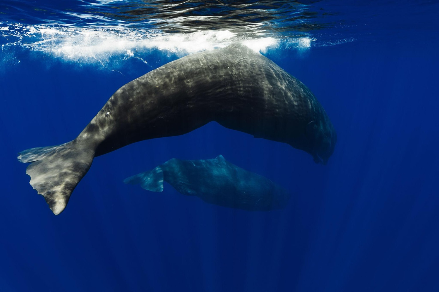 Sperm Whale Hellenic Trench