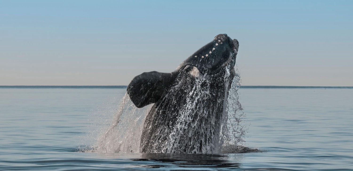 North Atlantic Right Whale