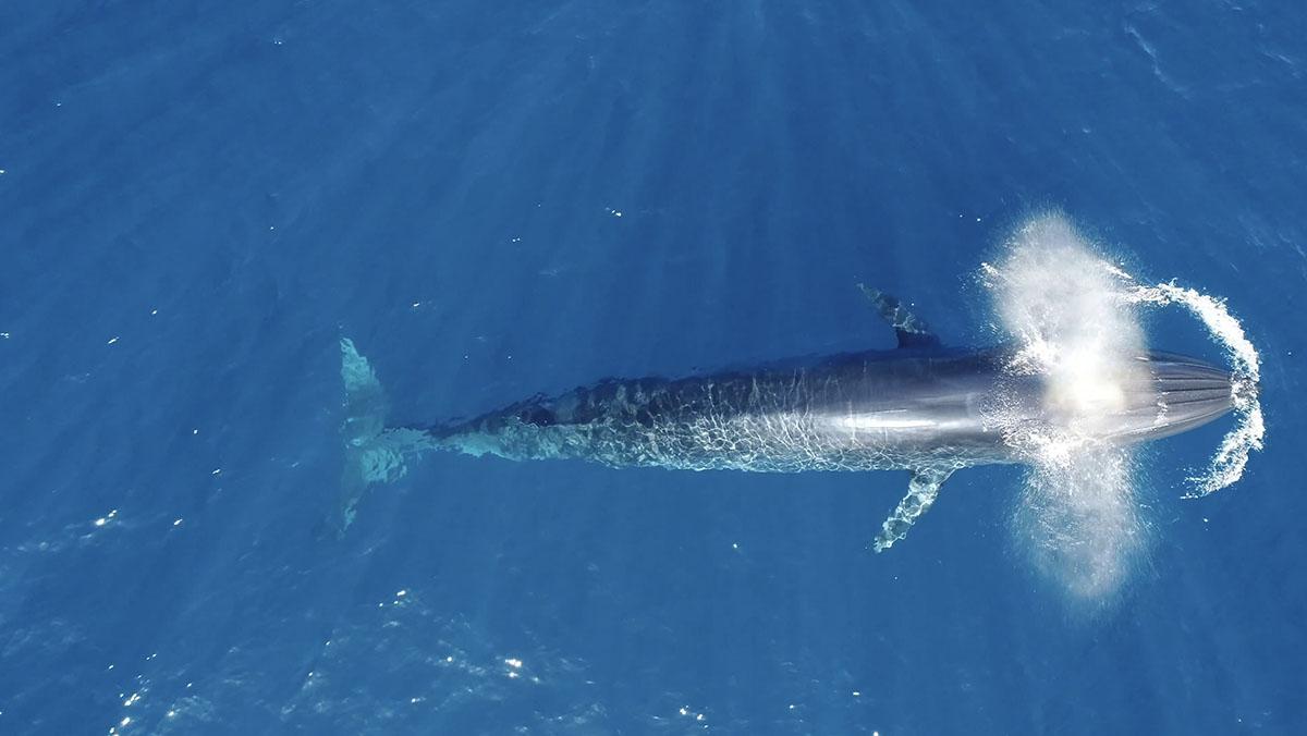 Bryde's Whale Hauraki Gulf