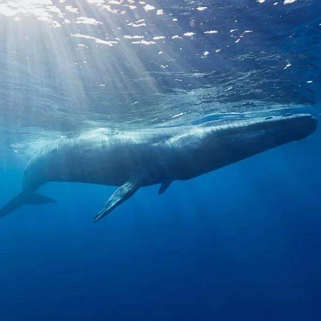 Blue Whale Santa Barbara