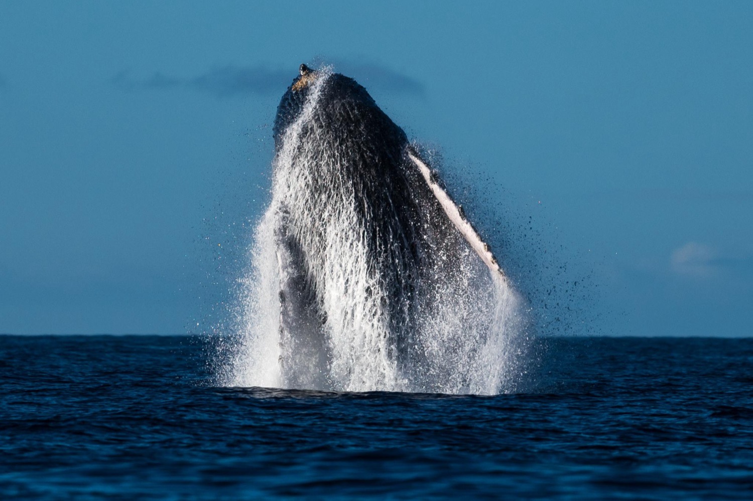 Humpback Whale Glacier Bay
