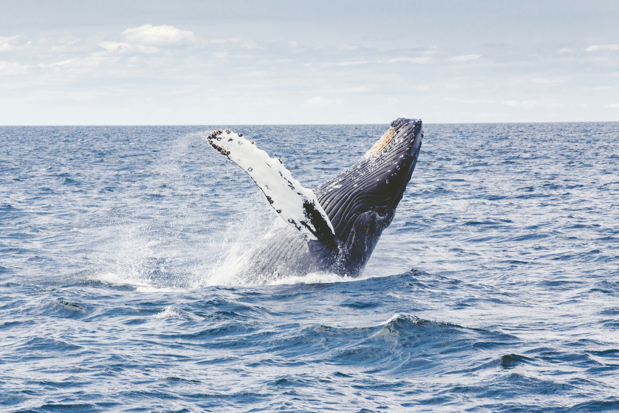 Humpback whale breaching · open ocean