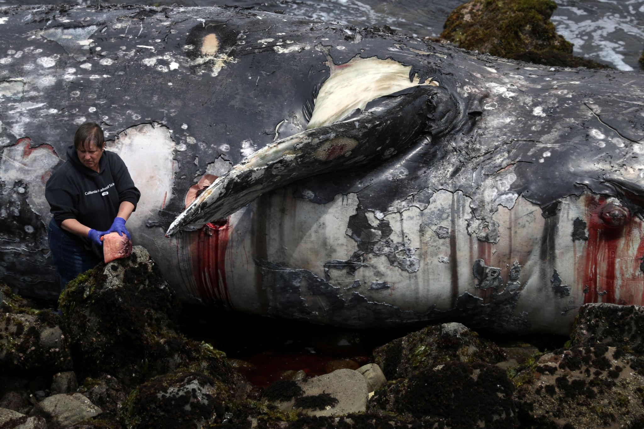 California stranding