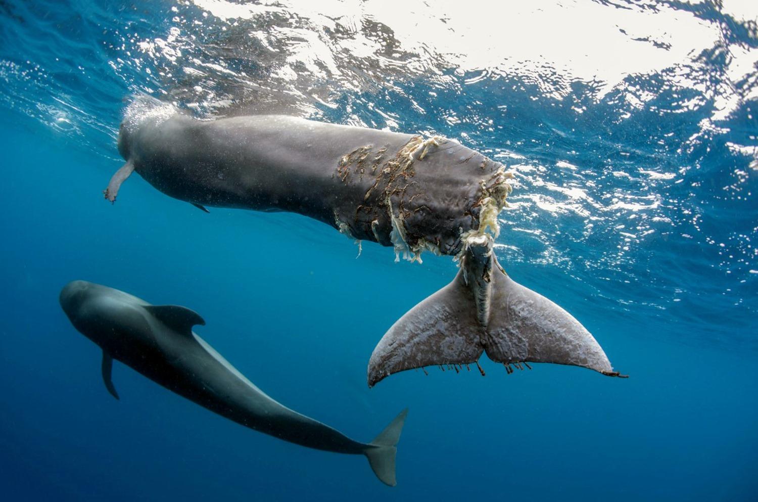 Canary Islands sperm whale