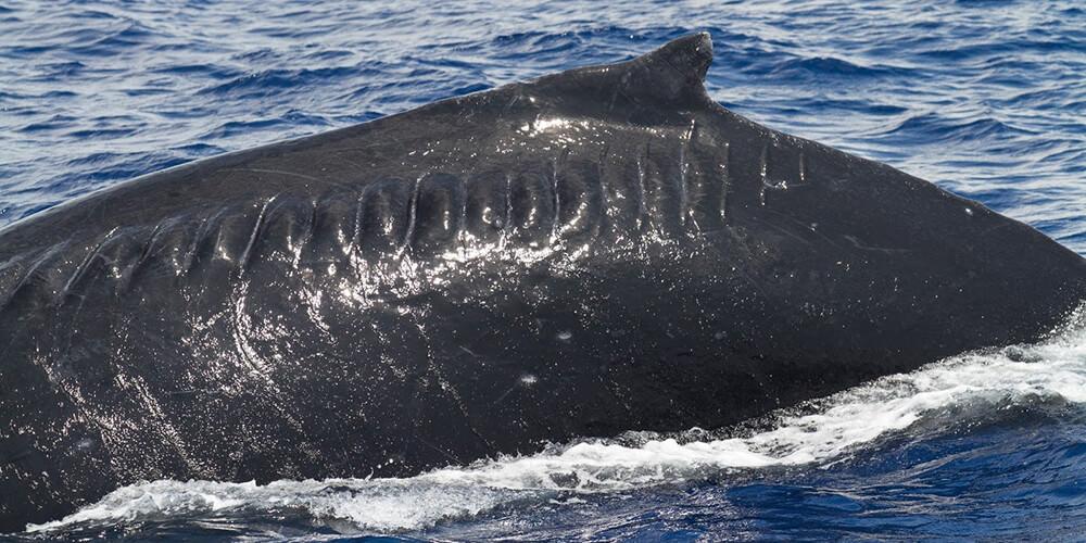 Codamozza fin whale