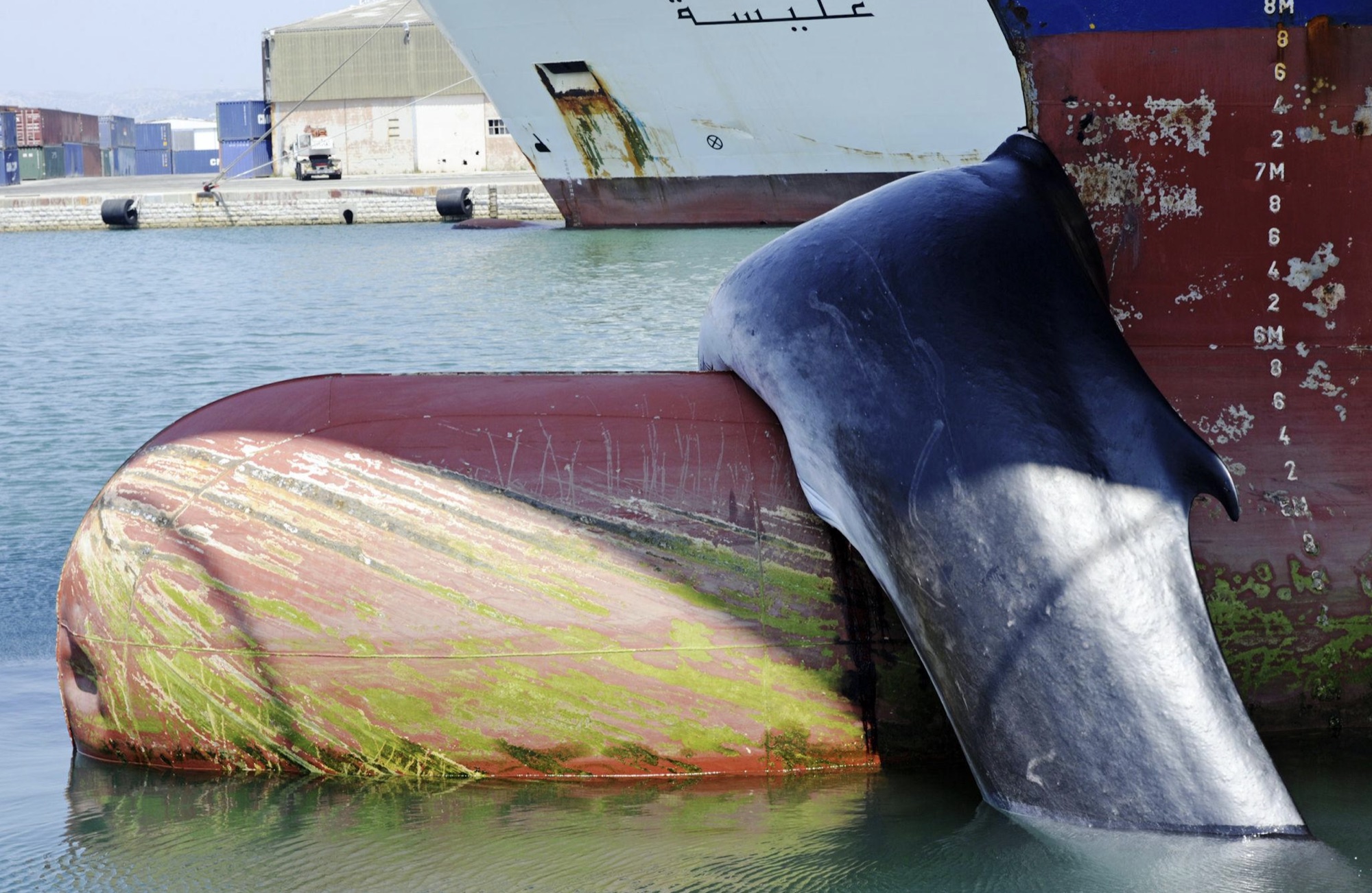 Blue whale on Quartz bow, Colombo 2012