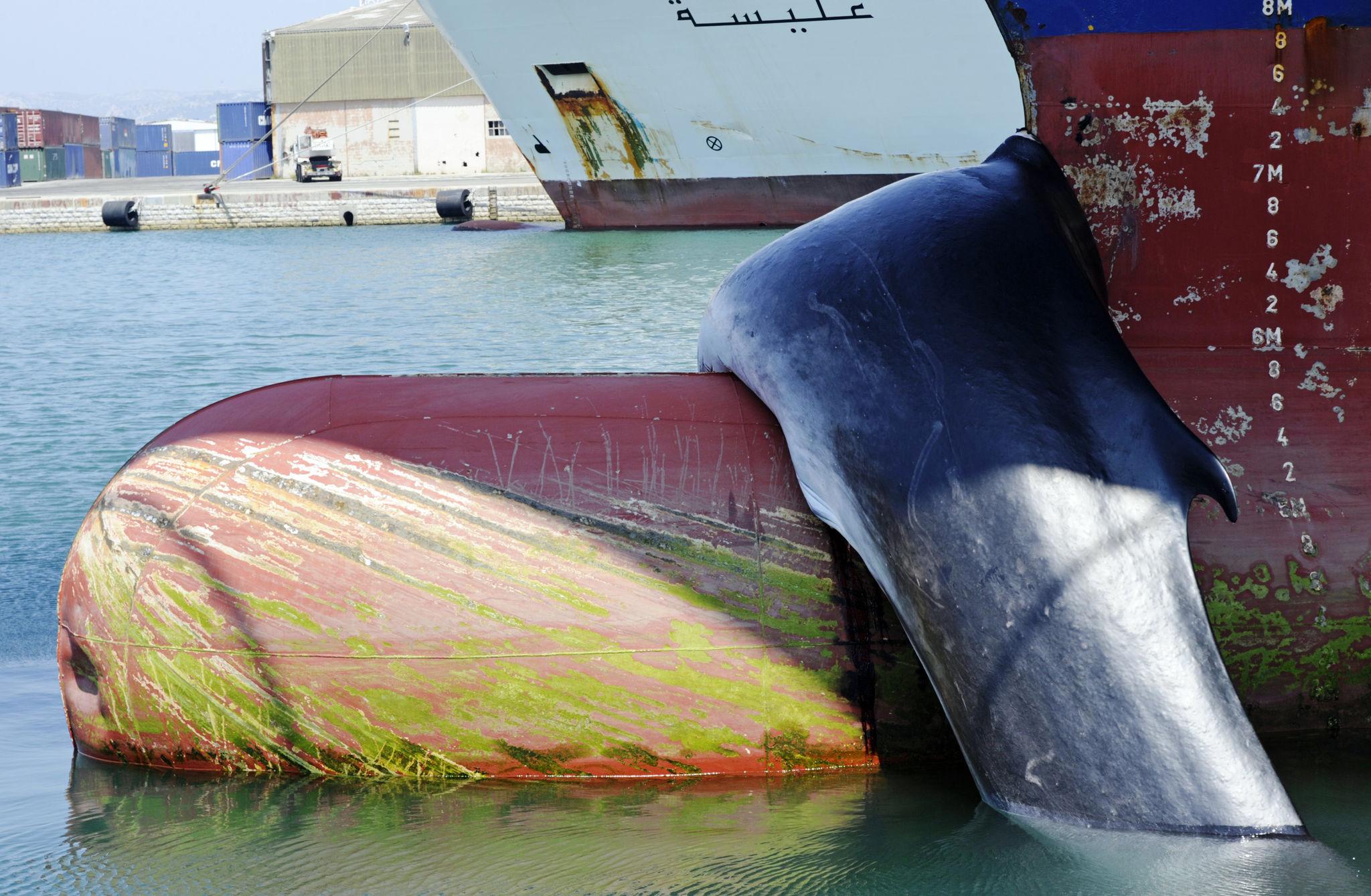 A fin whale carried into port pinned to a containership's bow