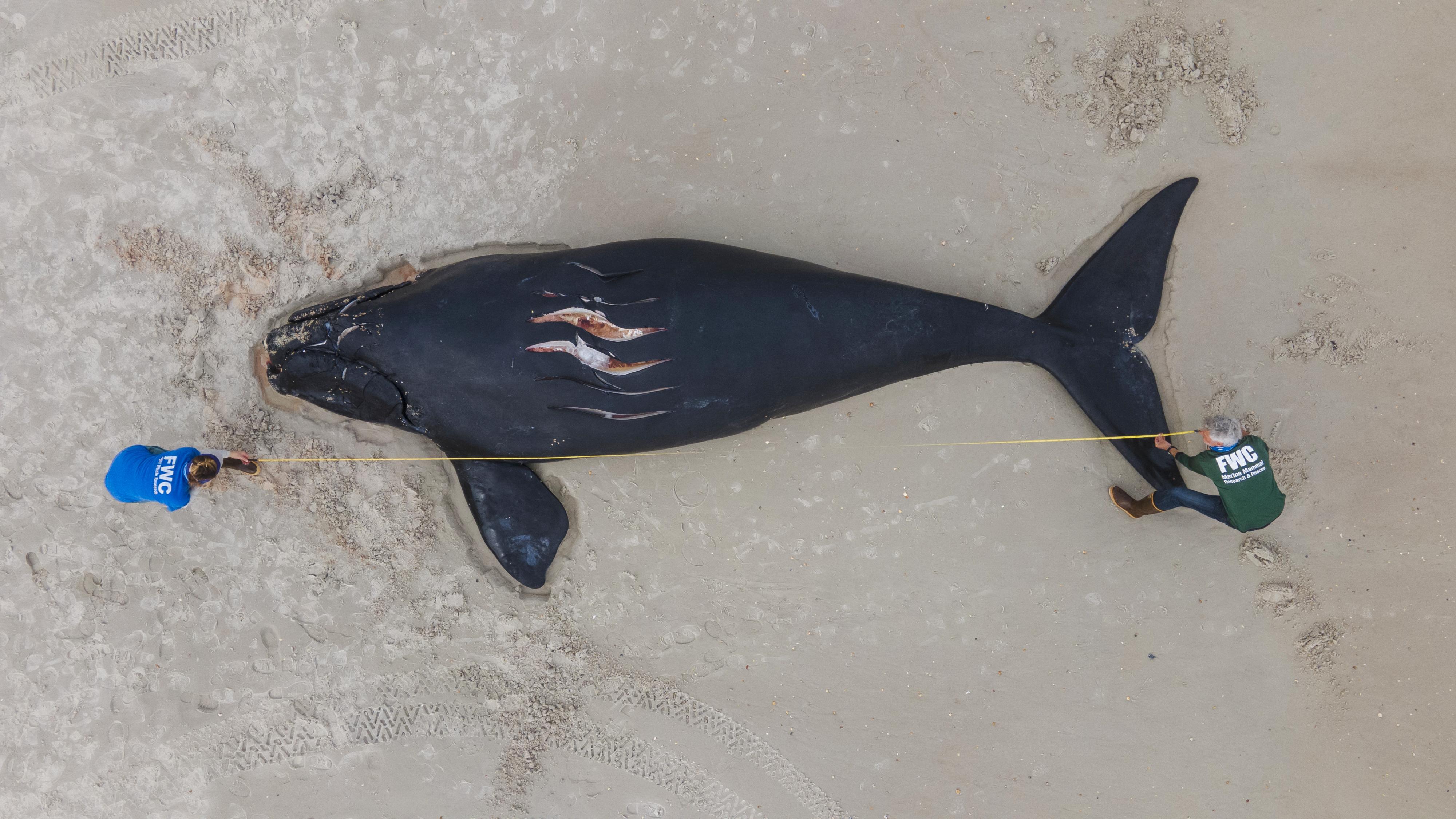 North Atlantic Right Whale
