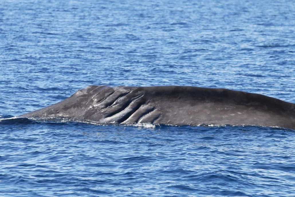 Stripes fin whale, Pelagos 2025