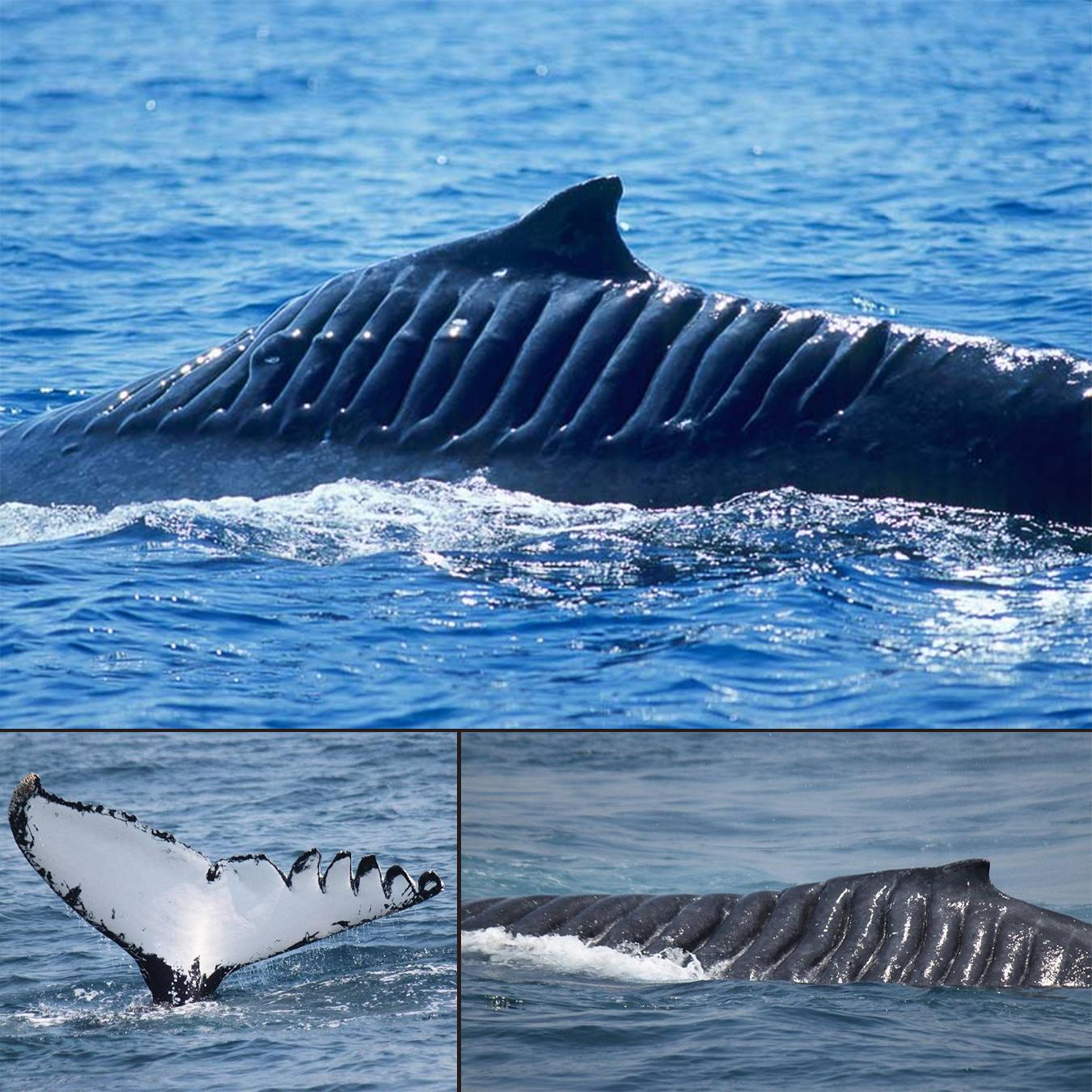 Propeller — Humpback Whale with propeller scars